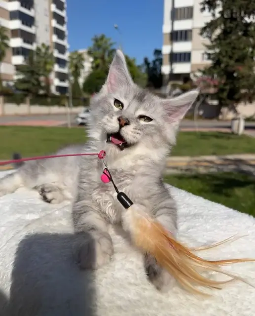 Кот maine coon Quenteen — Анталия