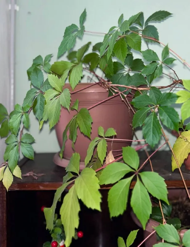 Декоративный виноград Parthenocissus quinquefolia