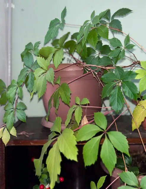 Декоративный виноград Parthenocissus quinquefolia — Ереван — 3 000 ֏