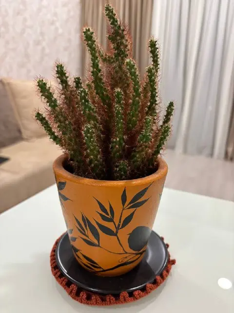 Кактус и новый горшок — Тбилиси — 15 ₾