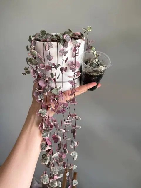 Крестовник роули — Батуми — 15 ₾