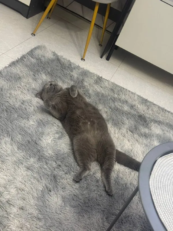 Кошку британскую