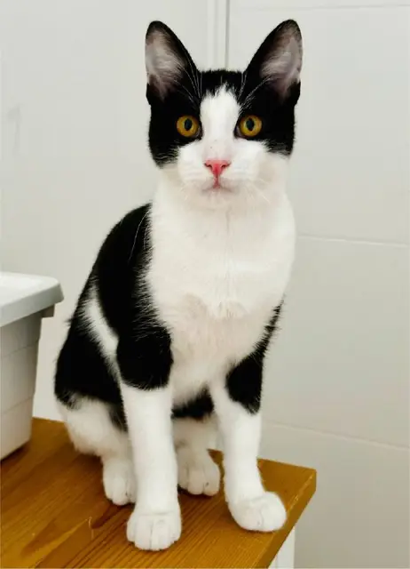 Котенок Бублик — Белград