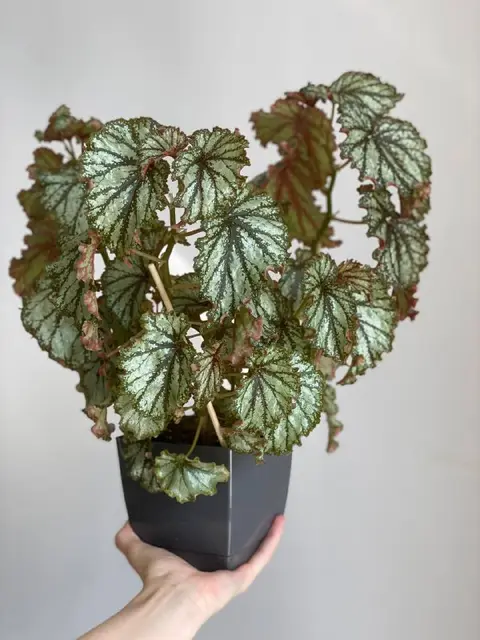 Бегония Orange County — Батуми — 25 ₾