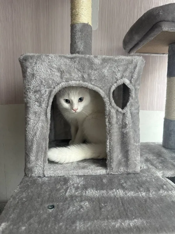 Кошка