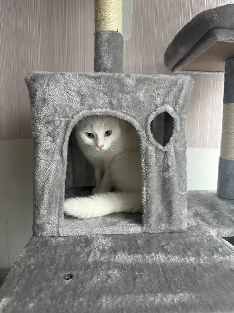 Кошка — Минск