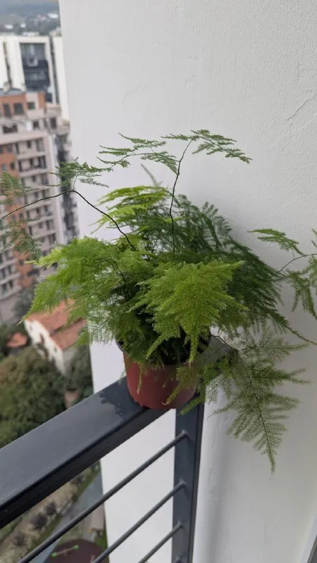 Растение аспарагус