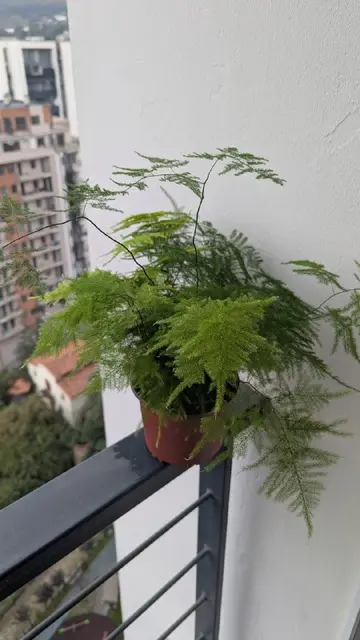Растение аспарагус — Тбилиси — 50 ₾