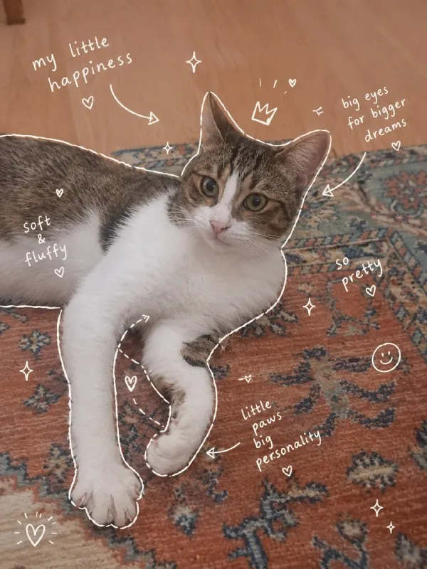 Котик-обнимашка
