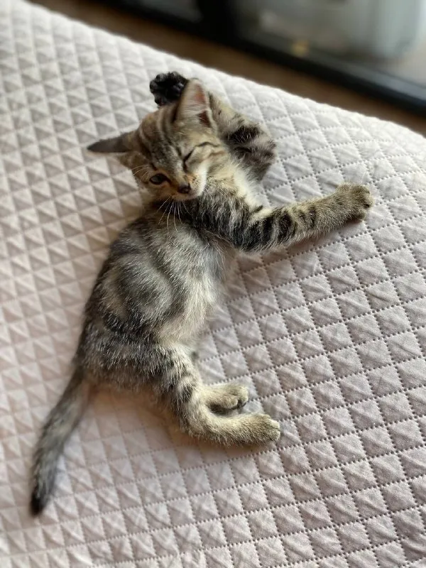 Котенок