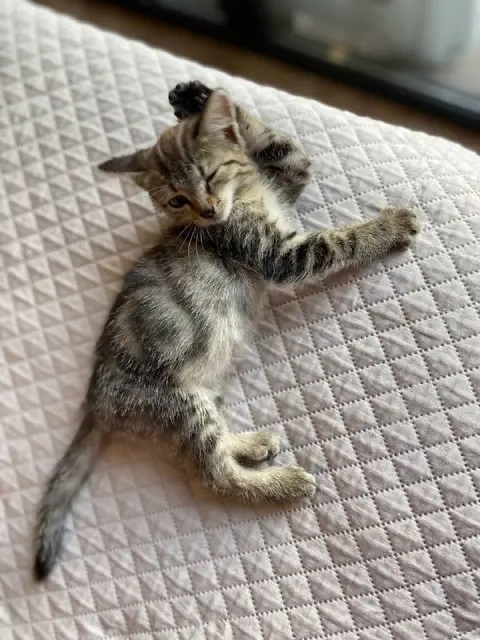 Котенок — Батуми