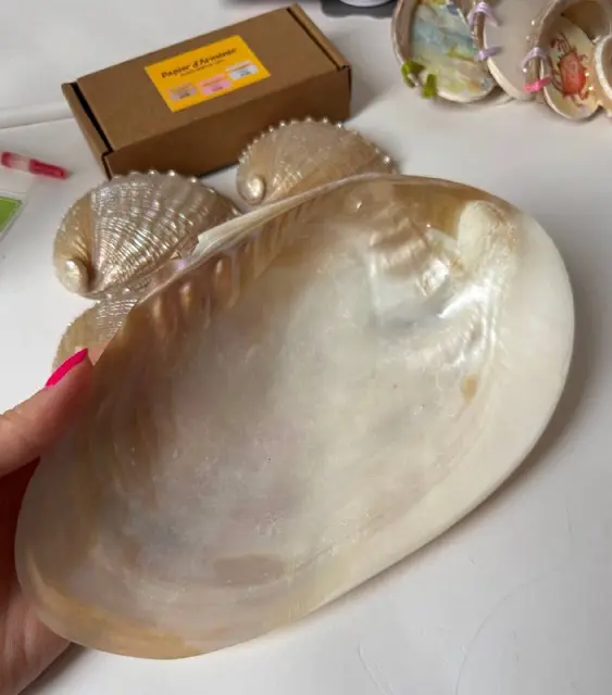 Ракушка большая — Тбилиси — 20 ₾