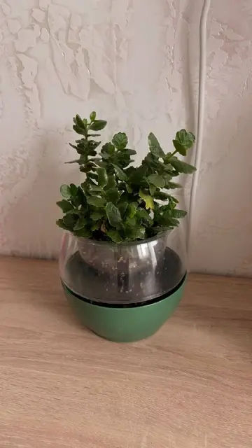 Большой куст авокадо — Batumi — 40 ₾