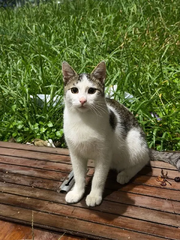 Котик