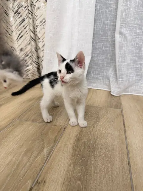 Котенок Патч — Tbilisi