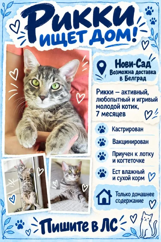Котик Рикки