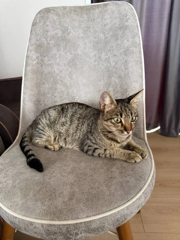 Кошка Маша