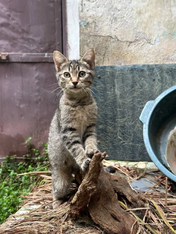 Котёнок Жорик