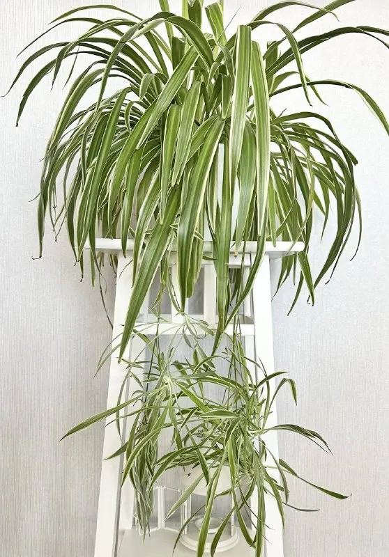 Хлорофитум (Chlorophytum comosum)