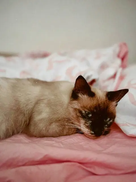 Сиамская кошка — Батуми