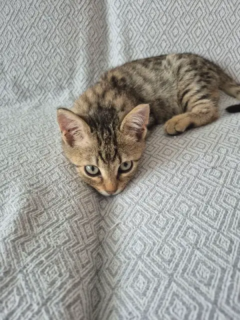 Котёнок — Стамбул