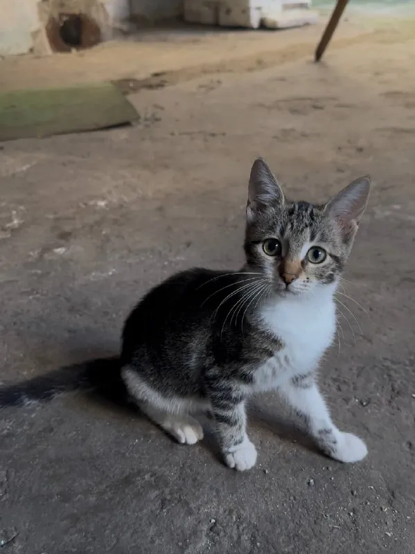 Котенок