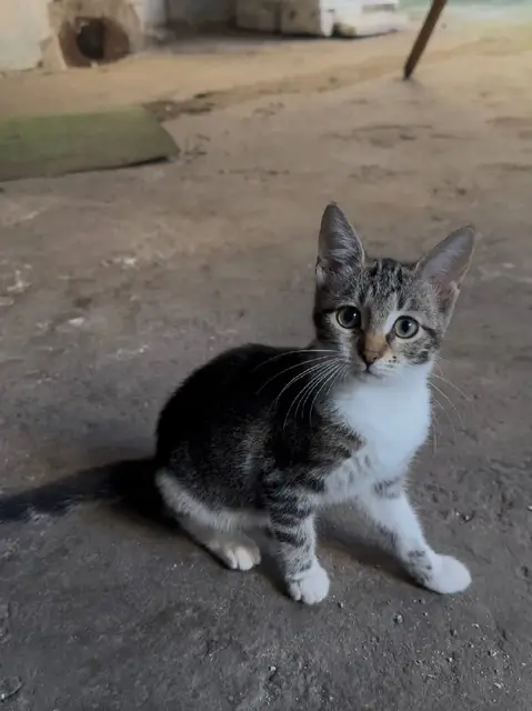 Котенок — Tbilisi