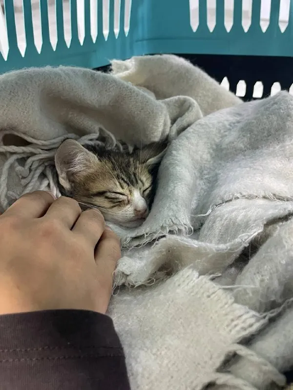 Донор крови для котенка