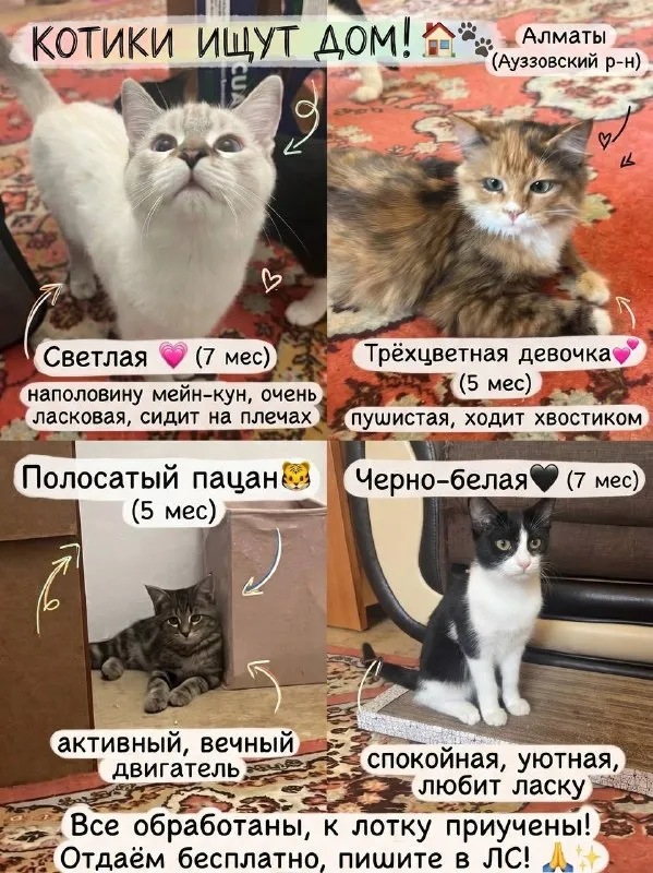 Дом для котиков