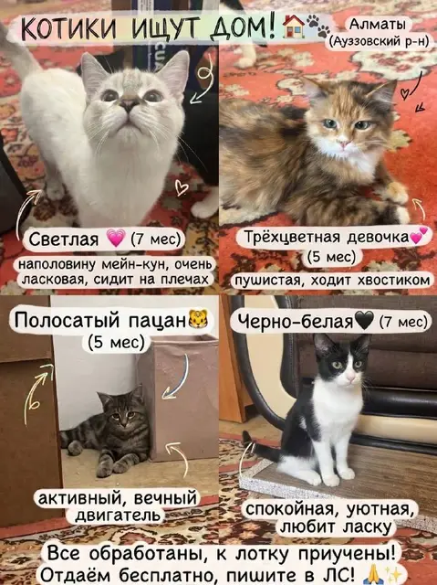Дом для котиков — Алматы