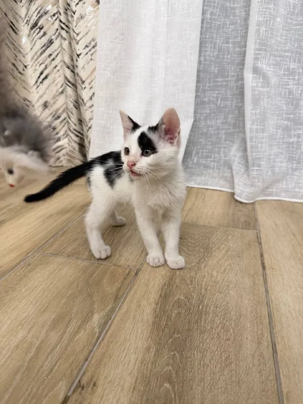 Котенок Патч