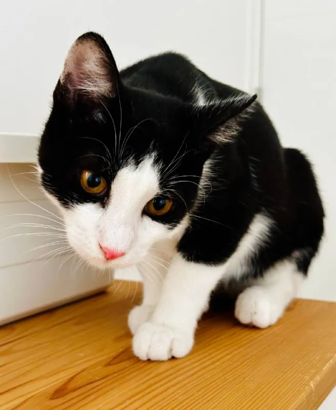 Котёнок Бублик