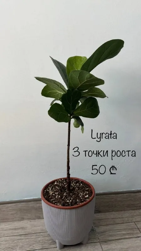 Фикус Лирата