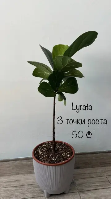Фикус Лирата — Батуми — 50 ₾