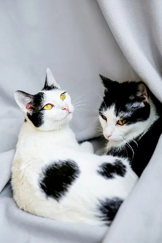 Кошечка Мерилин
