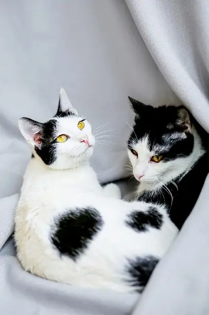 Кошечка Мерилин — Батуми