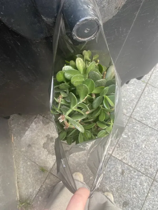 Отростки денежного дерева