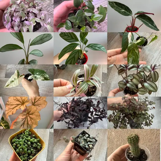 Камнеломка — Batumi — 15 ₾