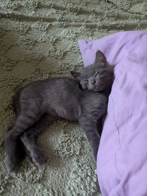 Котята — Батуми