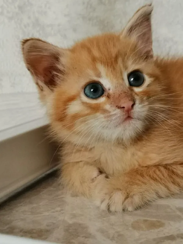 Маленький котёнок