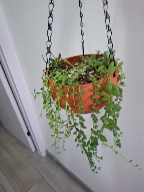 Роули 30 в новом горшке — Batumi — 30 ₾