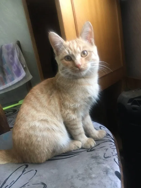 Котенок мальчик