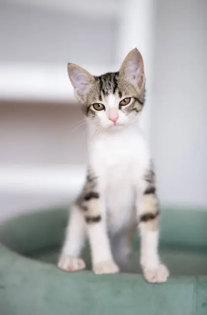 Котёнок Анфиска — Батуми