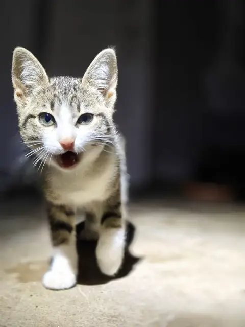 Котята — Батуми