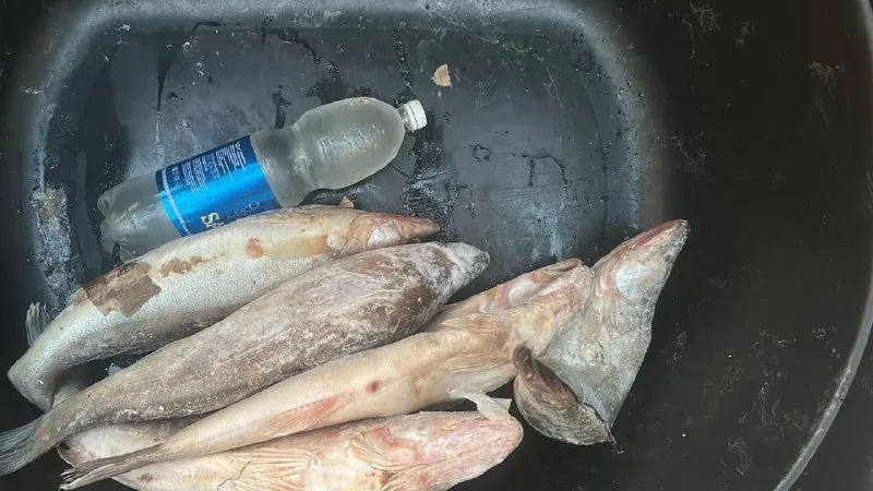 Морской Каспийский судак