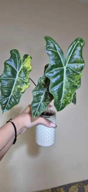 Alocasia Pseudo-Sanderiana Aurea Variegata — Батуми — 120 ₾