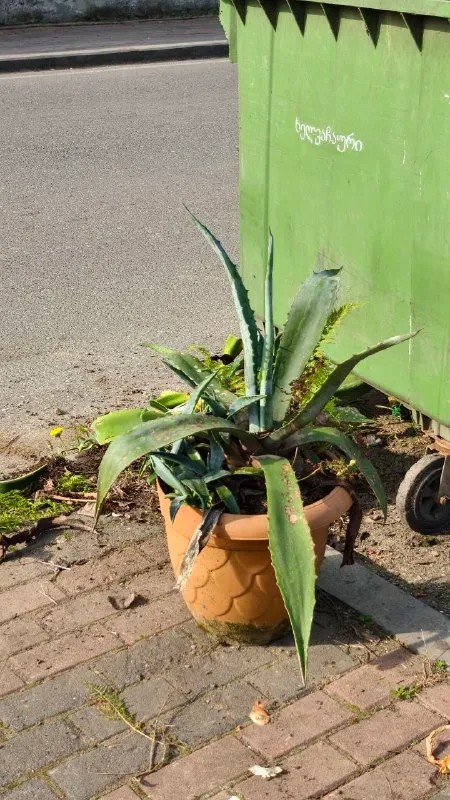 Горшок с алоэ