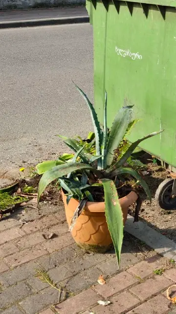Горшок с алоэ — Батуми