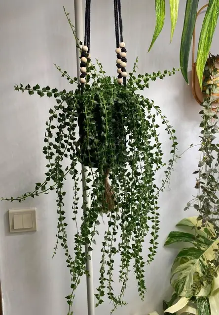 Dichidia Ruscifolia — Tbilisi — 40 ₾