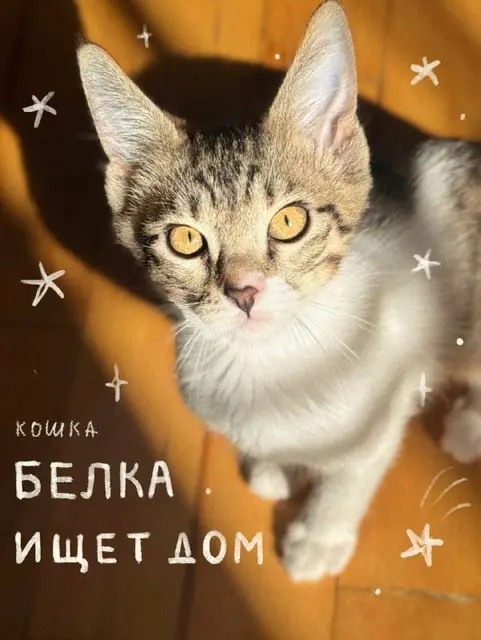 Кошка Белка — Тбилиси